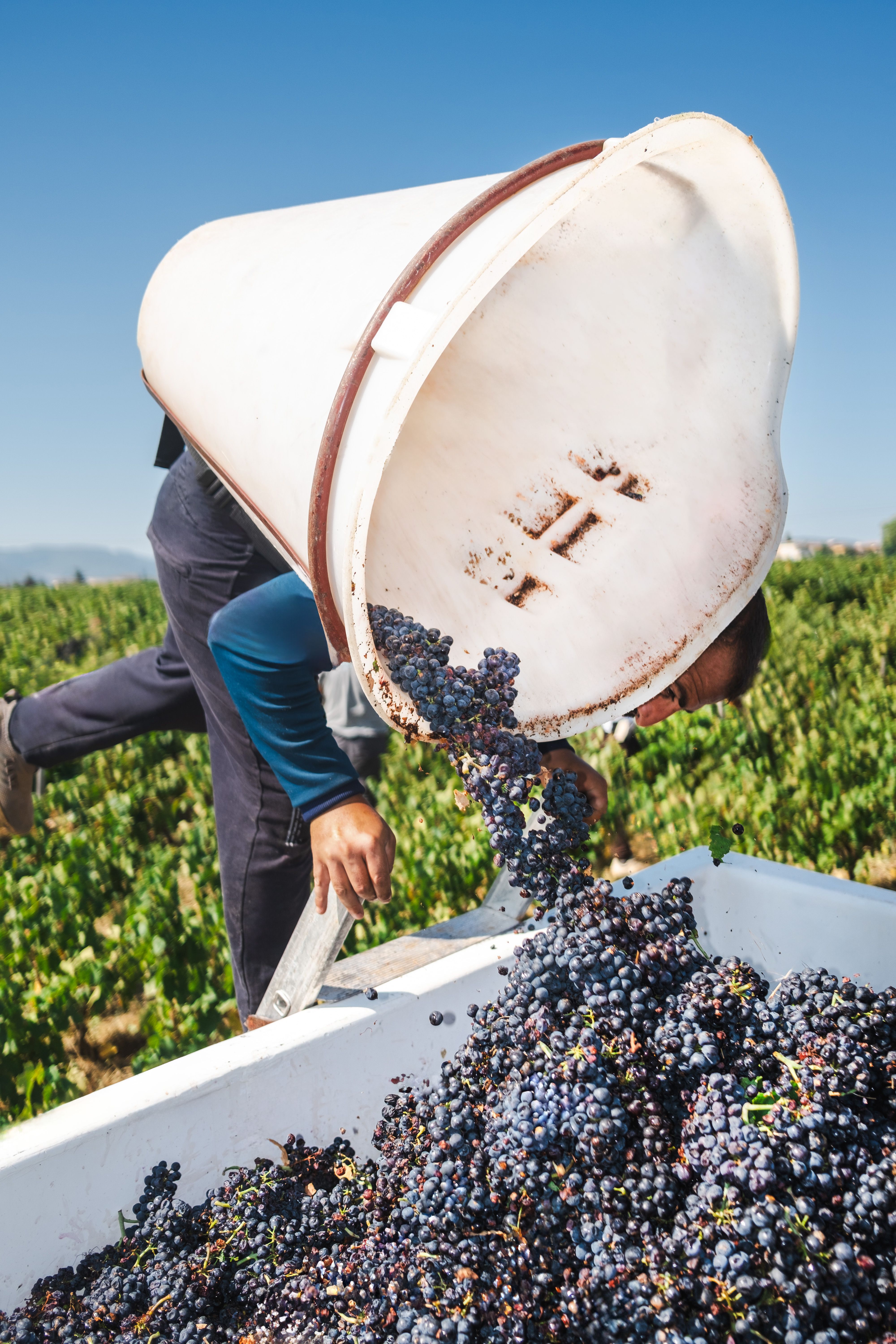 Vigneron